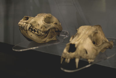 Close-up of canine skulls in the museum