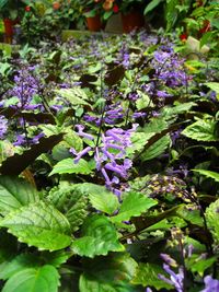 Close up of purple flowers