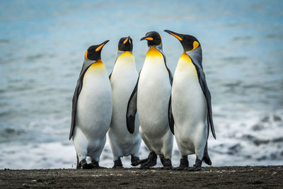 Four king penguins together on sandy beach