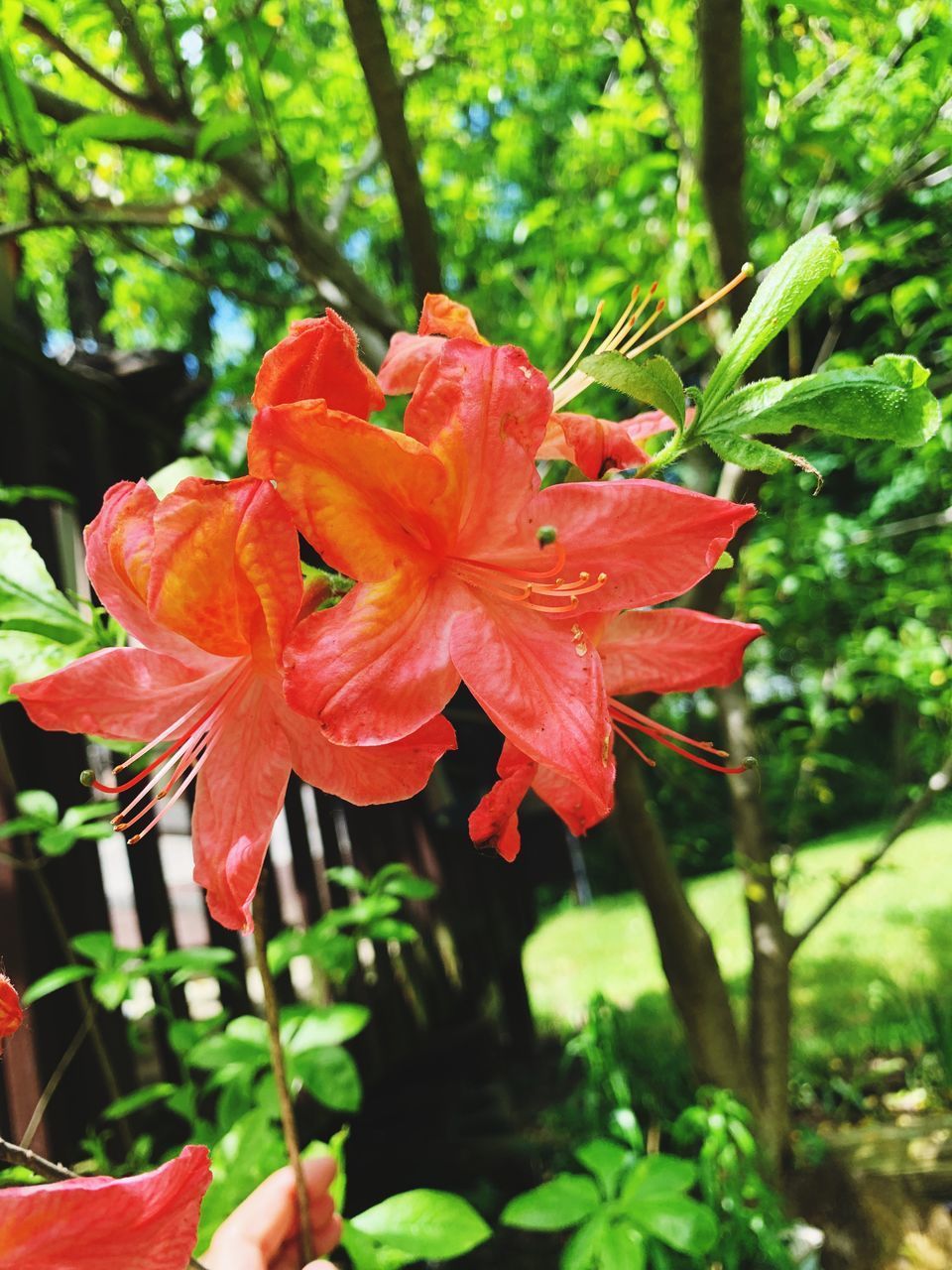 CLOSE-UP OF RED FLOWERING PLANTS