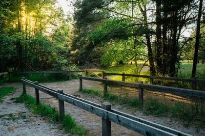 View of footpath in forest