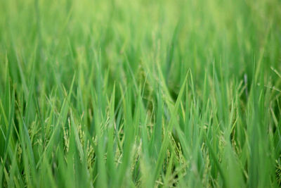 Full frame shot of crops growing on field