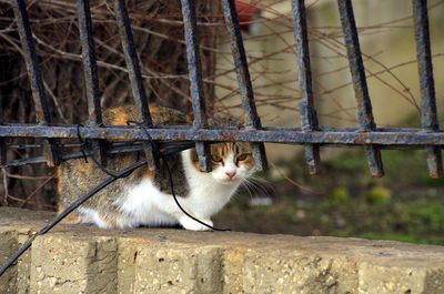 Cat looking away in cage
