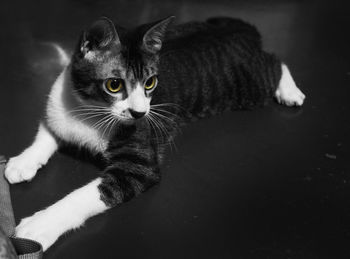 Close-up portrait of kitten