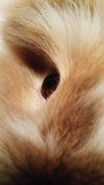 Extreme close up of animal eye