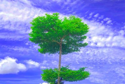 Low angle view of tree against sky