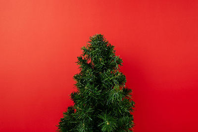 Christmas tree against red wall