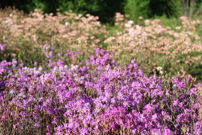 Close-up of purple flowering plants on field