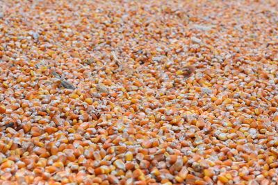 Full frame shot of drying corn in the ground 