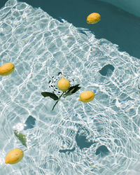 High angle view of swimming in water
