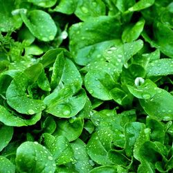 High angle view of raindrops on leaves