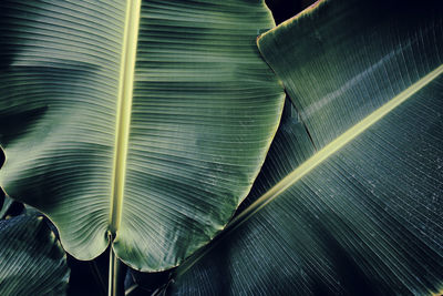 Green banana leaf background