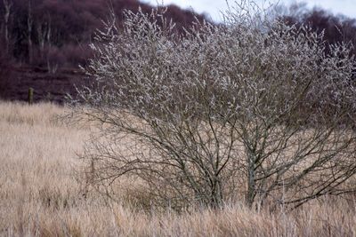 Bare trees on field