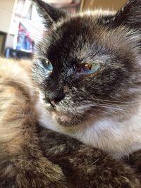 Close-up of cat