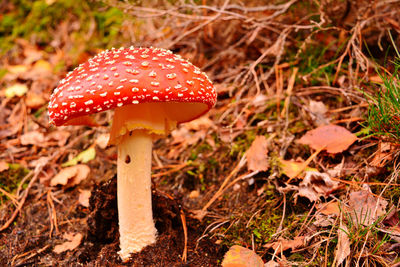Close-up of fly agaric mushroom on field