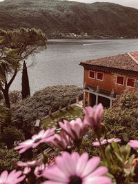 Pink flowering plants by lake against buildings