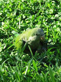 Close-up of bird on plant in field