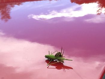 Close-up of insect on flower against sky