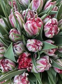 High angle view of pink tulips