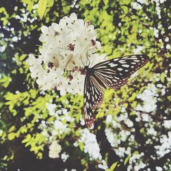 Butterfly on flower