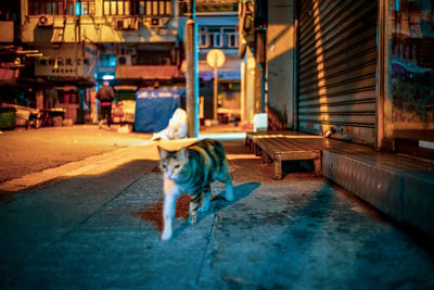 Portrait of a dog on sidewalk