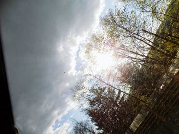 Low angle view of trees against sky