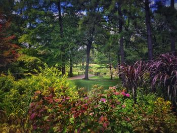 Scenic view of flower trees and plants