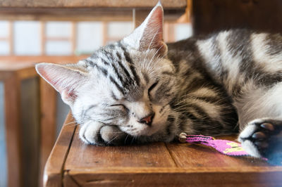 Close-up of cat resting