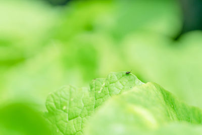 Close-up of insect on leaves