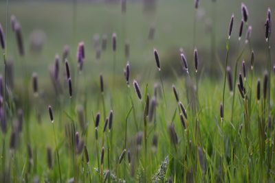 Close-up of plants growing on land