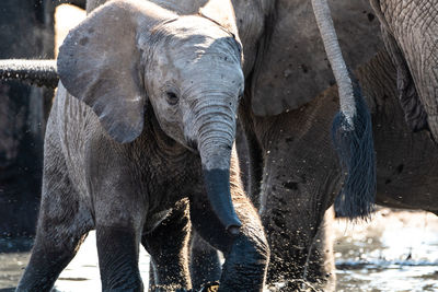 View of elephant drinking water