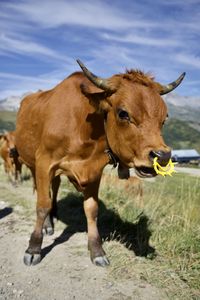 Cow standing in a field