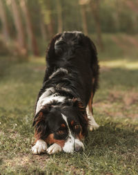 Dog with head down in woods