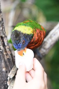 Close-up of hand holding bird