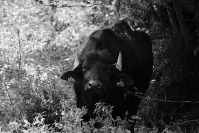 Portrait of dog on field