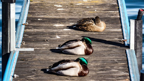 High angle view of mallard duck on wood