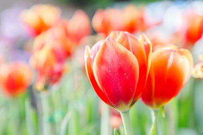 Close-up of red tulip