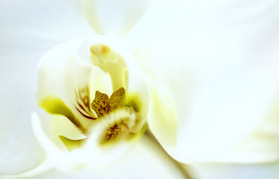 Close-up of white flower blooming outdoors