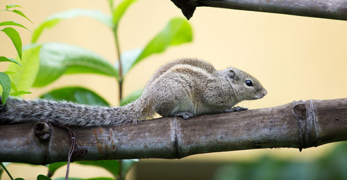 Close-up of squirrel on tree branch