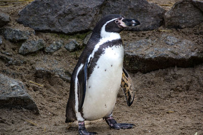 High angle view of penguins on rock