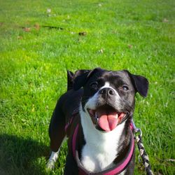 Portrait of dog on field