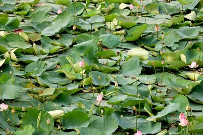 High angle view of water lily amidst leaves