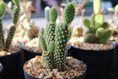 Close-up of succulent plant