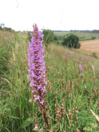 Close-up of purple flowers blooming in field