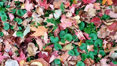 Full frame shot of leaves on ground