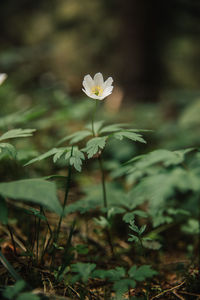 Close-up of white flowering plant