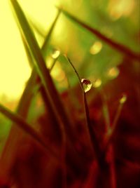 Close-up of dew drops on grass