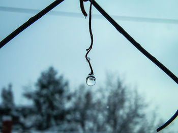 Close-up of water drops hanging from tree against sky