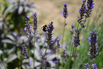 Close-up of bee pollinating on purple flower