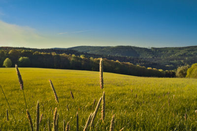 Scenic view of agricultural field against sky